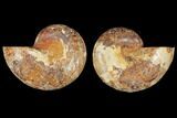 Cut & Polished Agatized Ammonite Fossil- Jurassic #131728-1